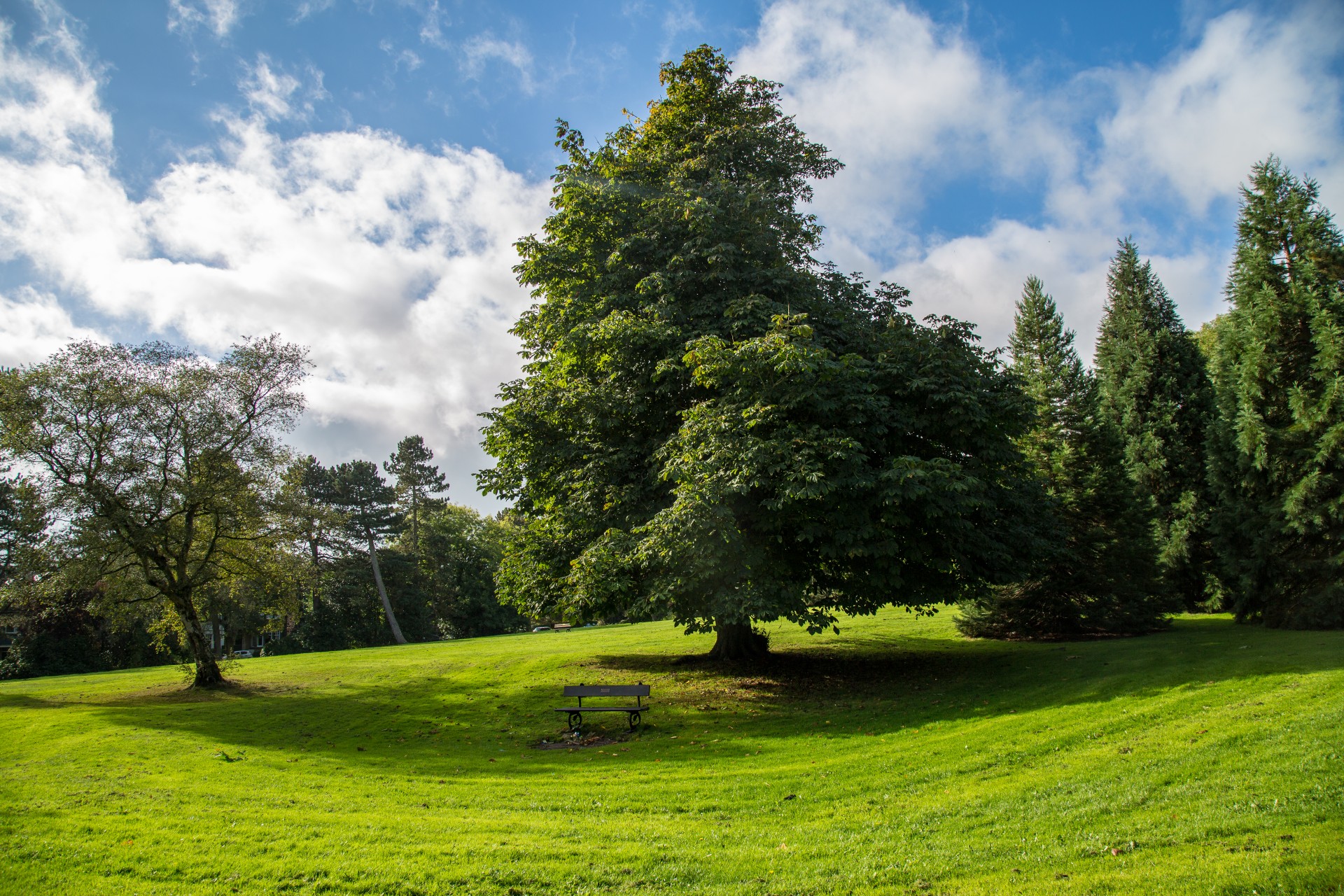 park tree trees free photo