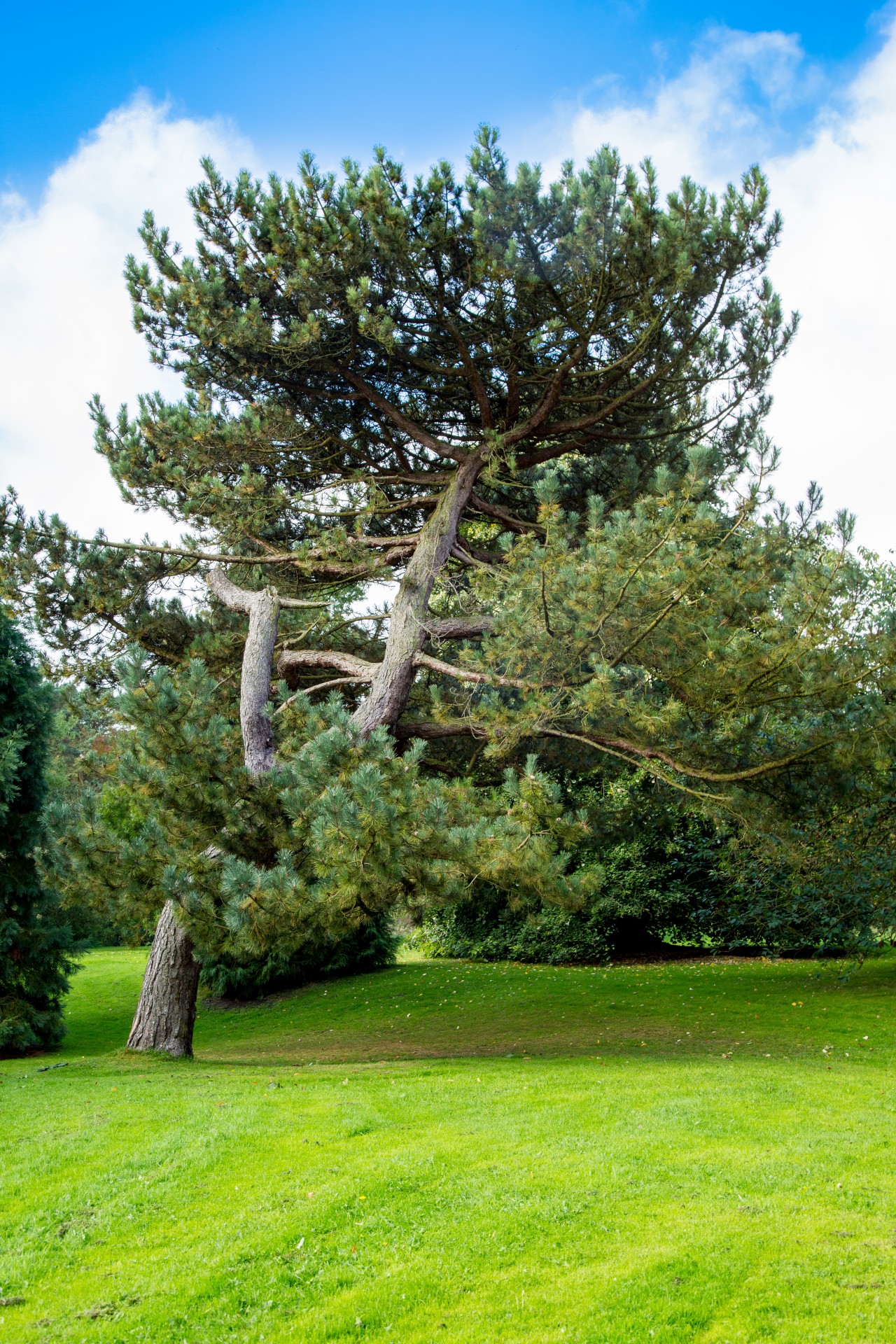 park tree pine free photo