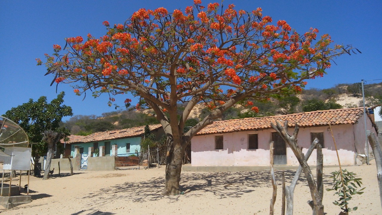 tree flowers nature free photo