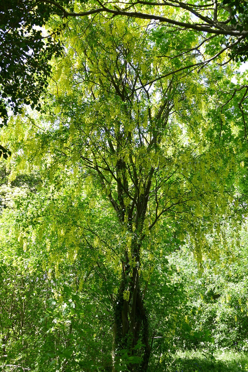 tree laburnum nature free photo