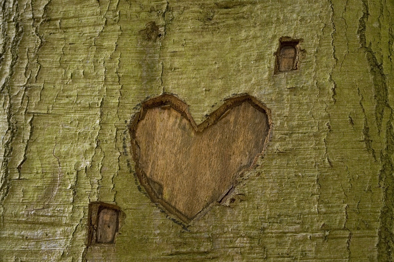 tree park heart free photo