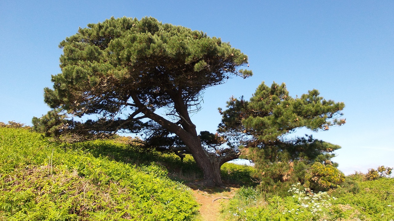 tree sky blue free photo