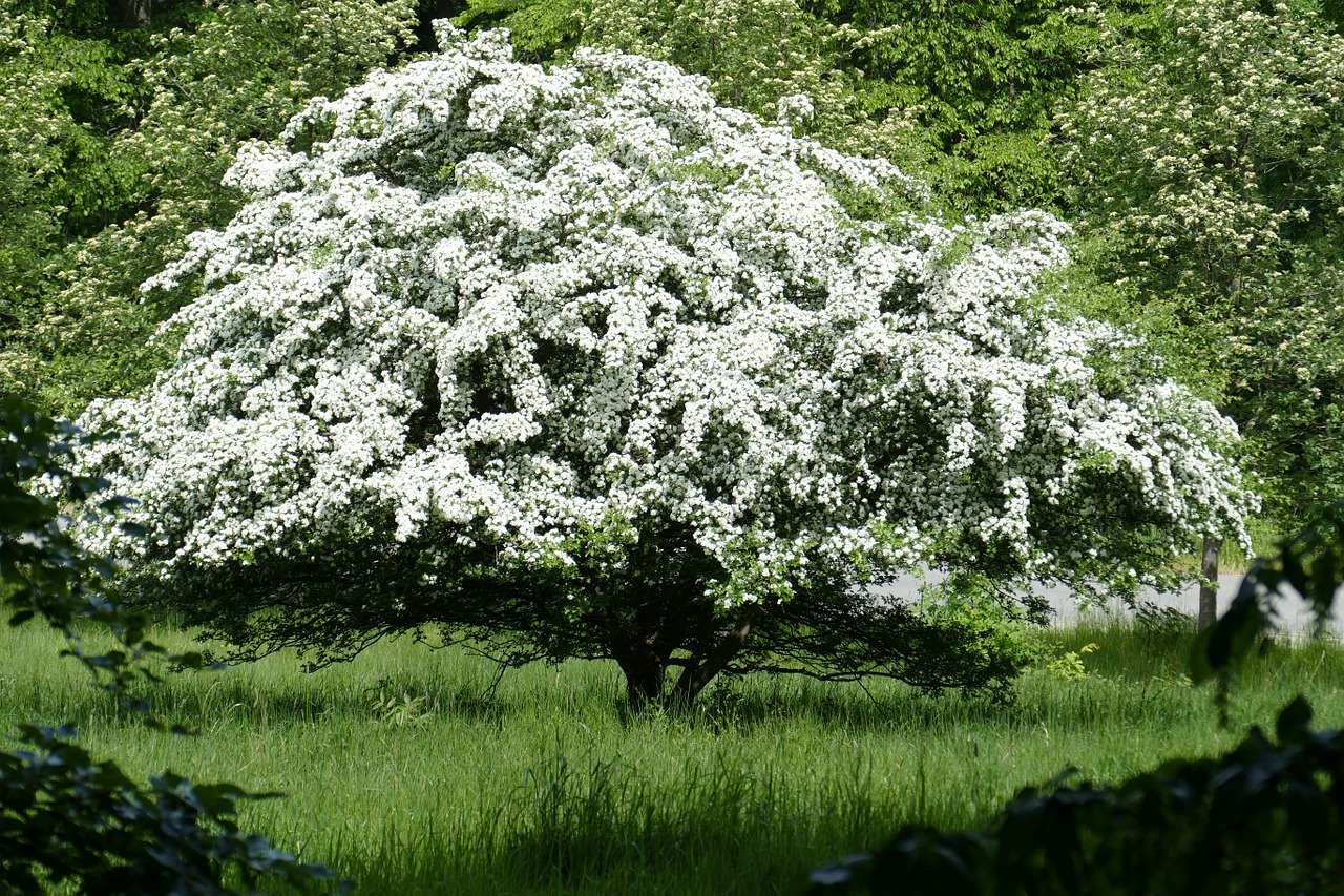 tree fruit tree forest free photo