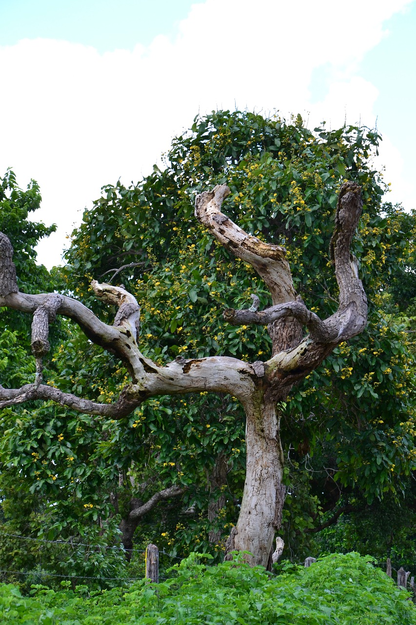 tree dry landscape free photo