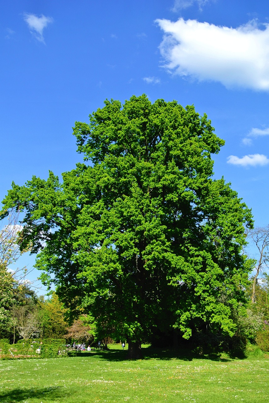 tree summer sky free photo