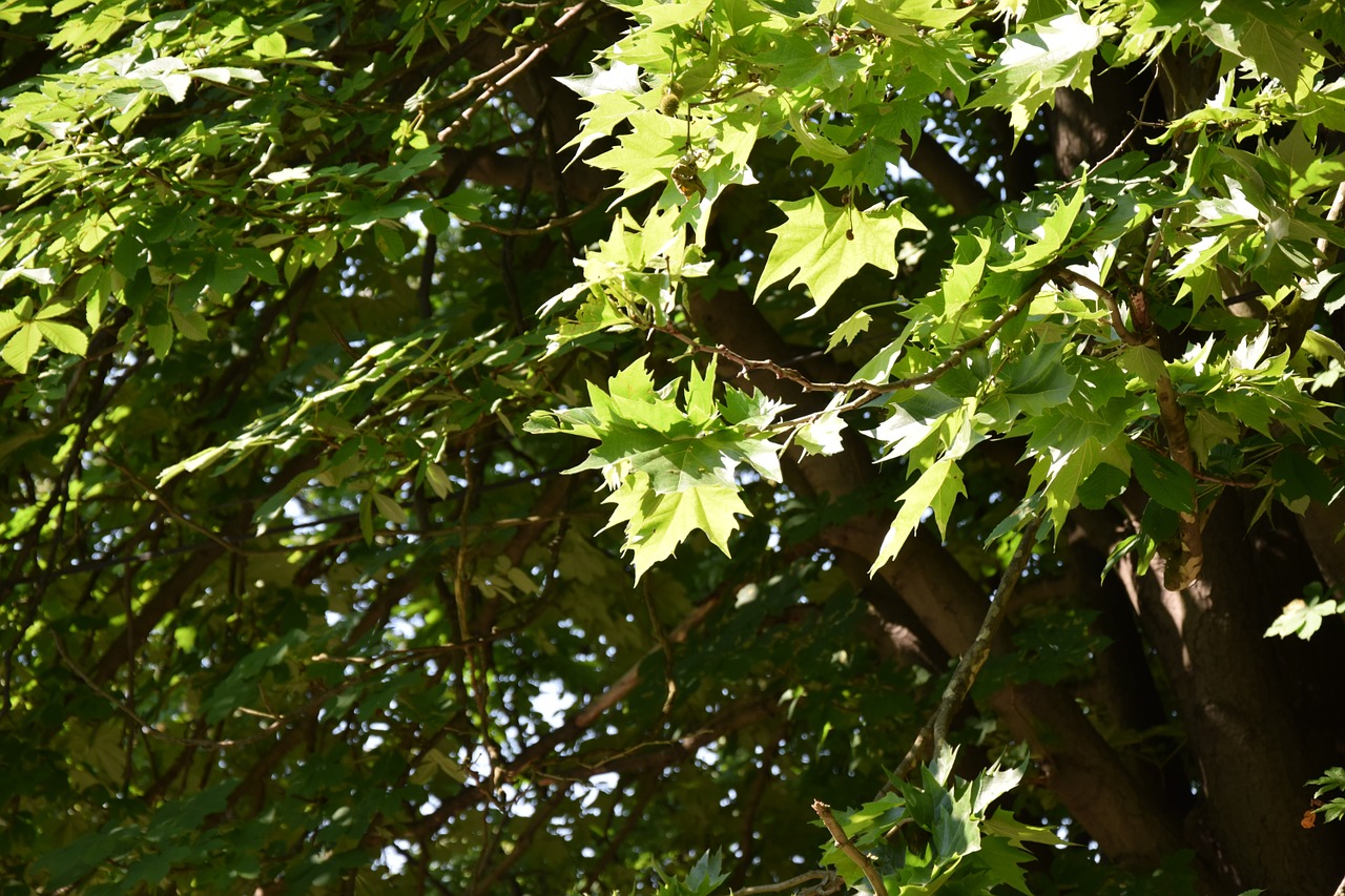 tree leaf green free photo