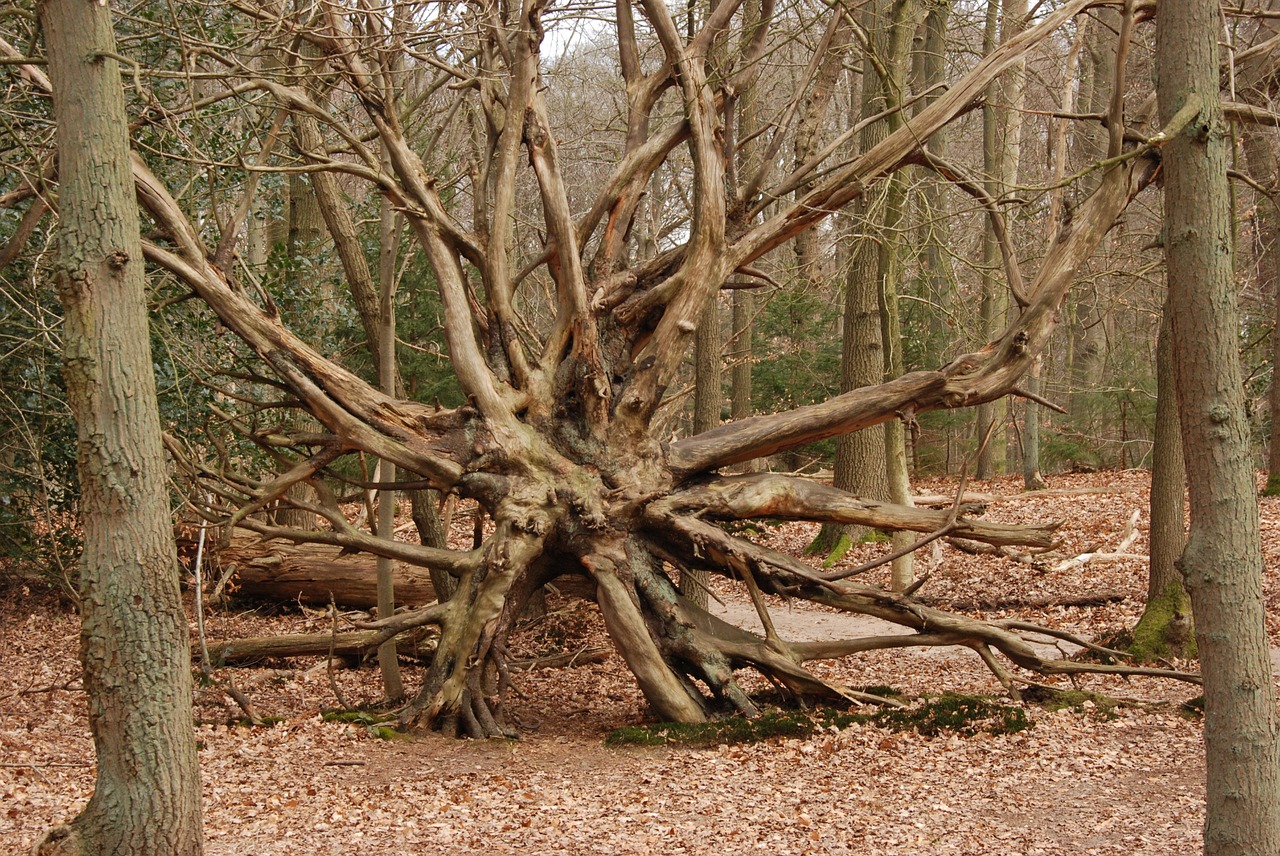 tree forest bald free photo