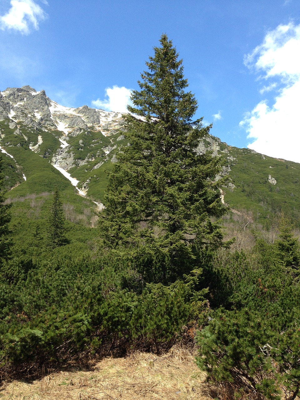 tree spruce nature free photo