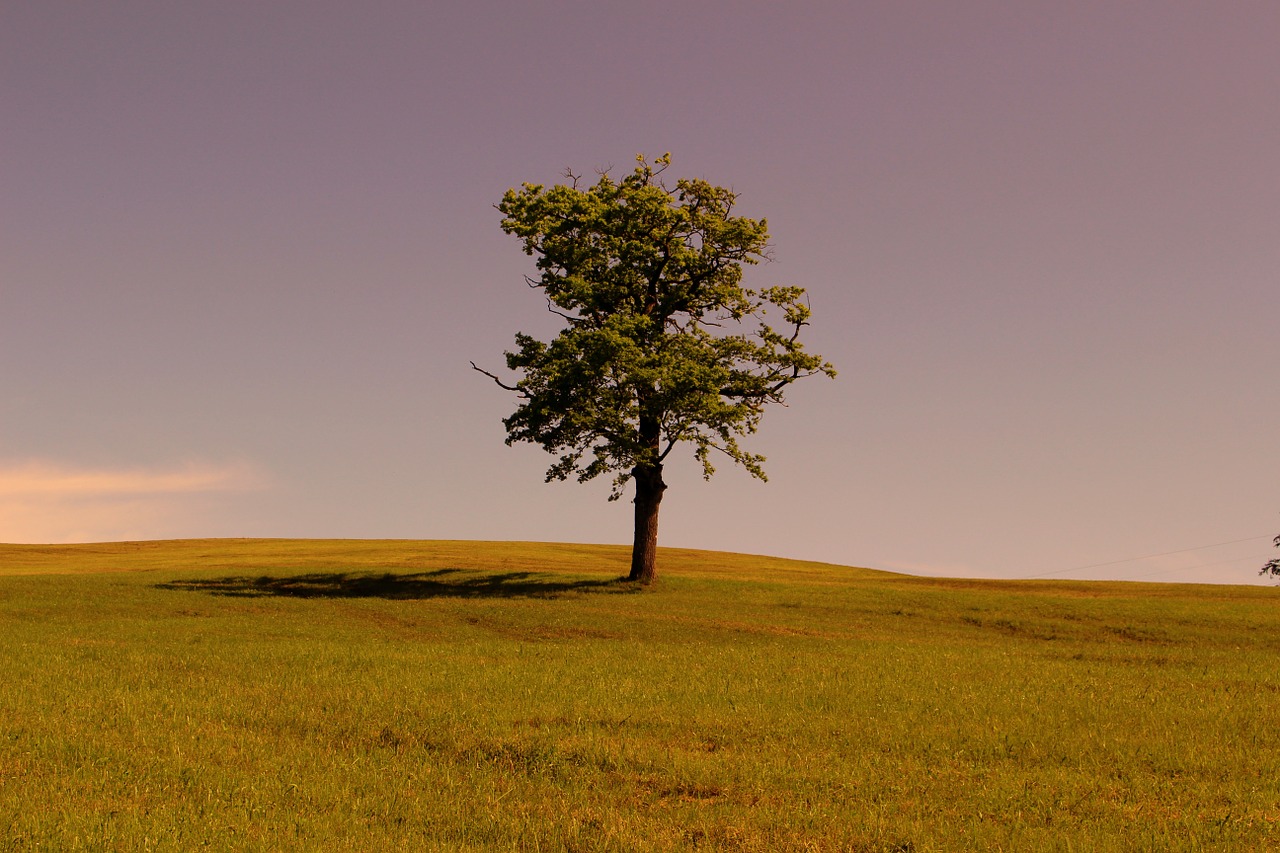 tree grass sky free photo