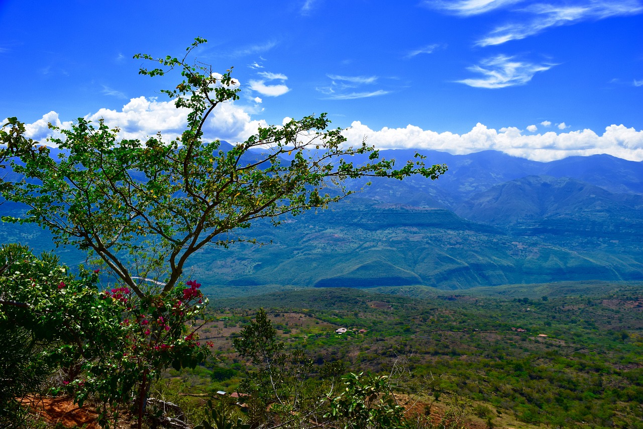 tree blue sky blue sky clouds free photo