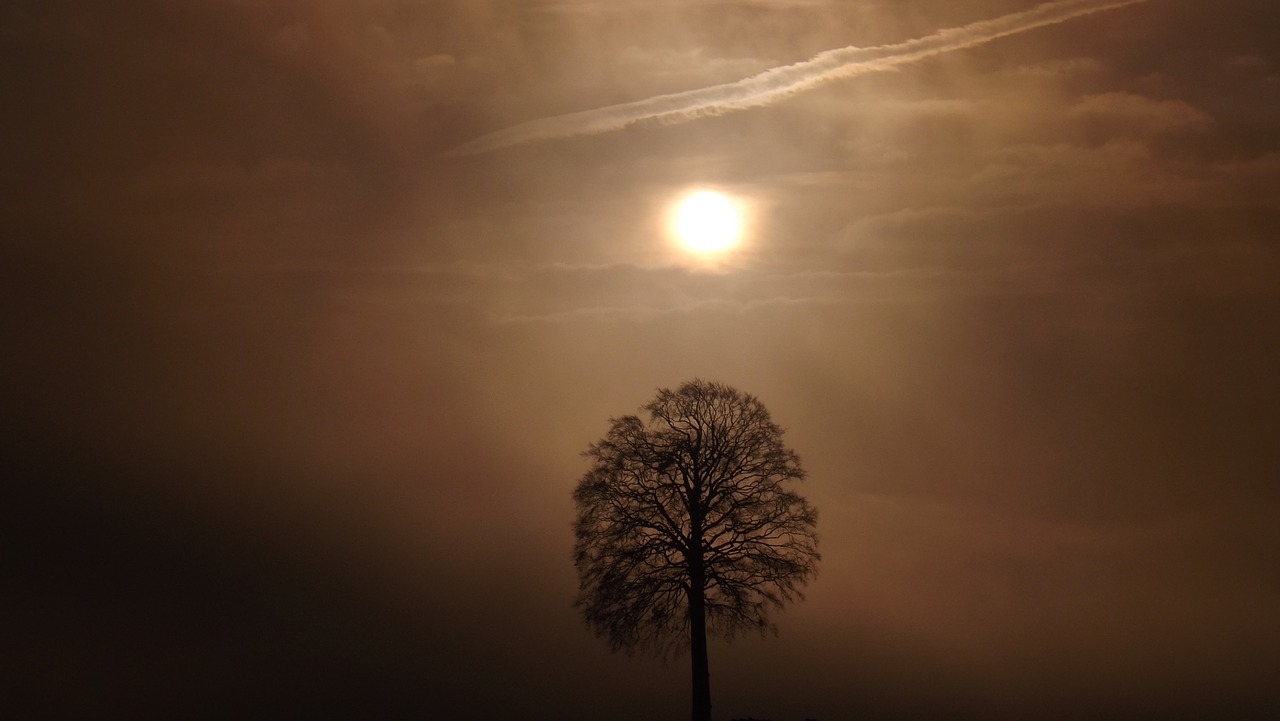 tree sunrise fog free photo