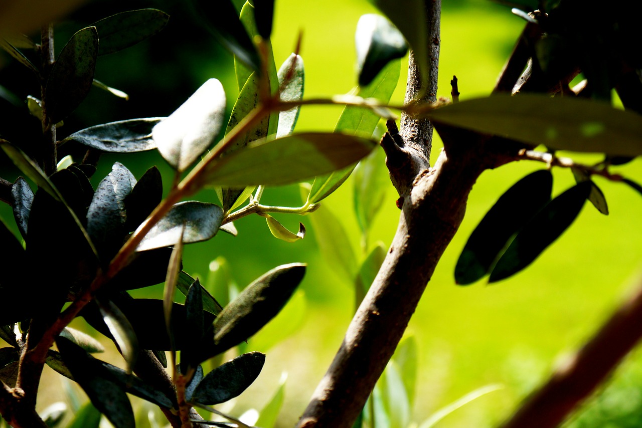 tree olives green free photo