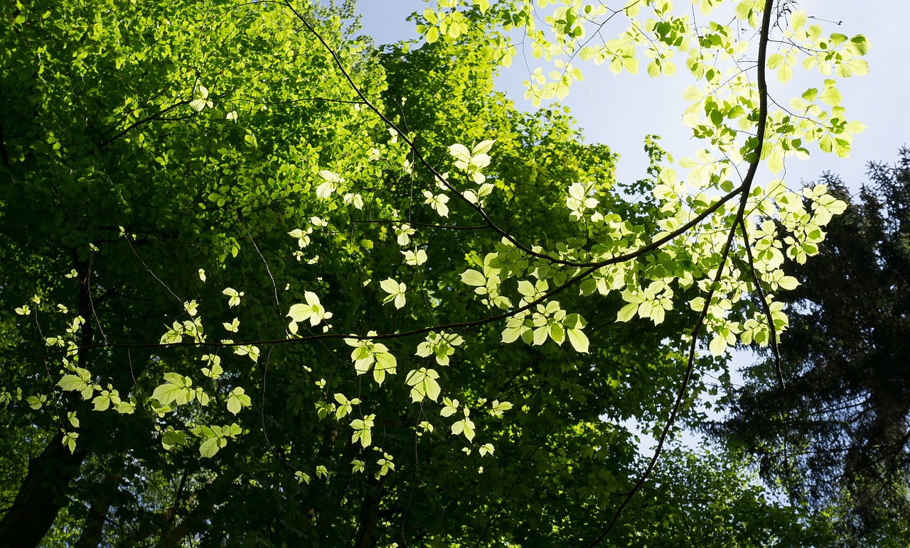 tree branches sun free photo