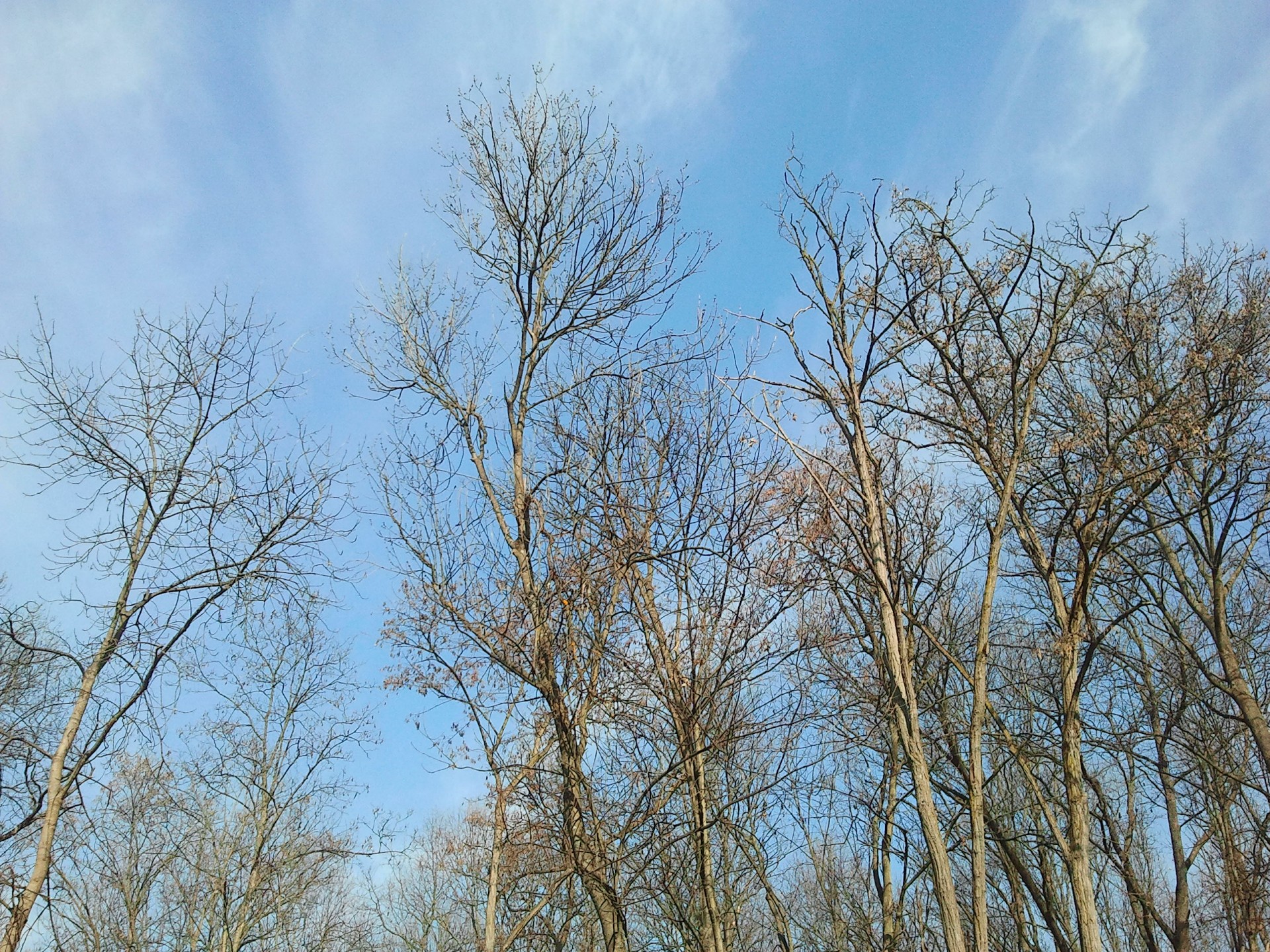 trees autumn tree free photo