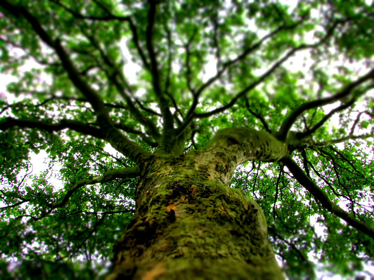 tree nature summer free photo