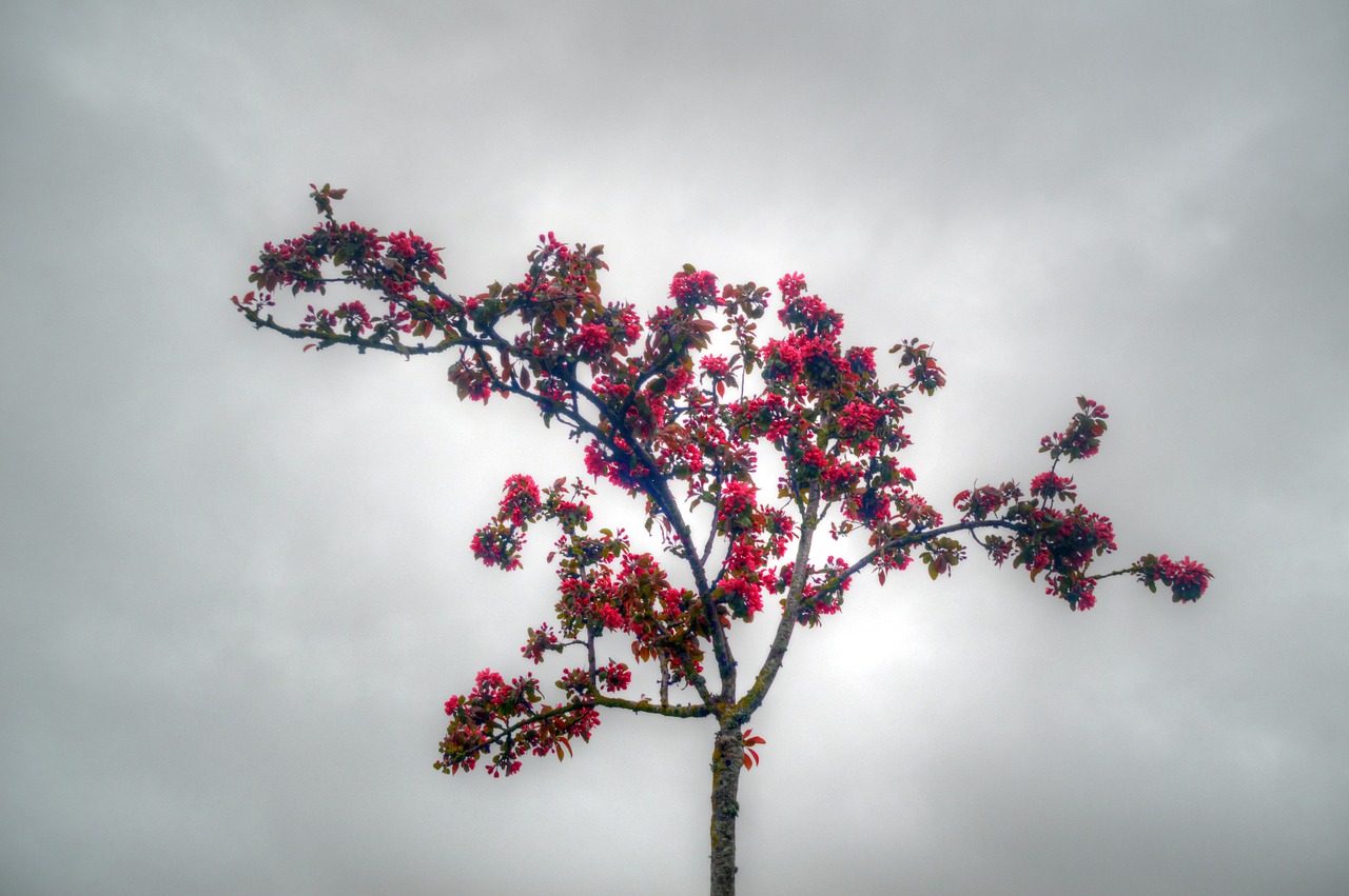 tree sky grey free photo