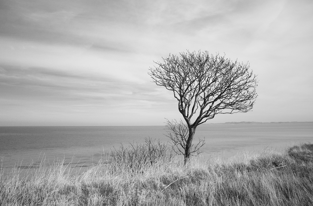 tree ocean wind free photo