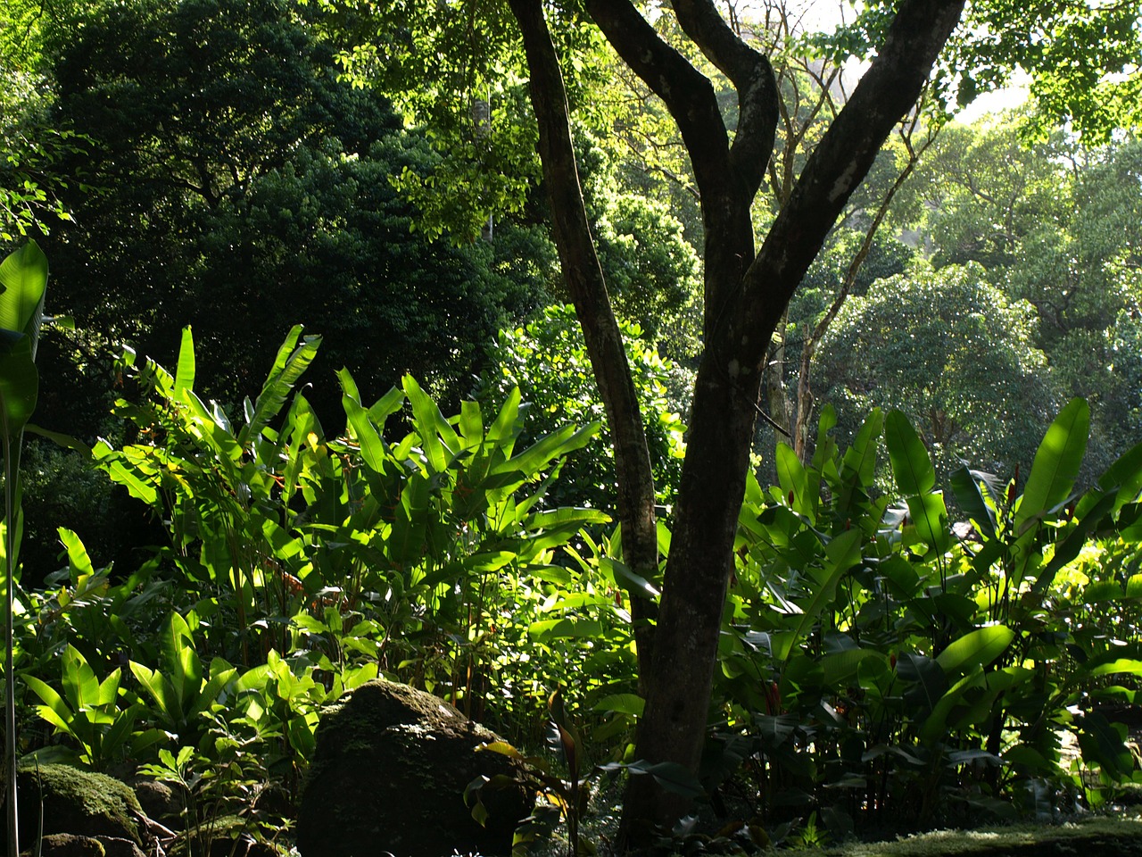 tree tropical jungle free photo