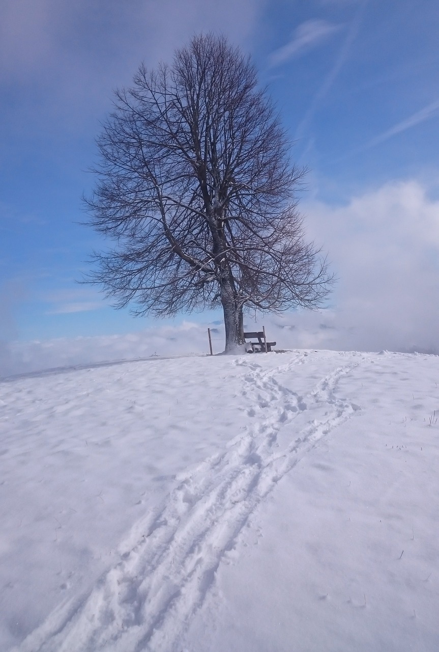 tree snow winter free photo