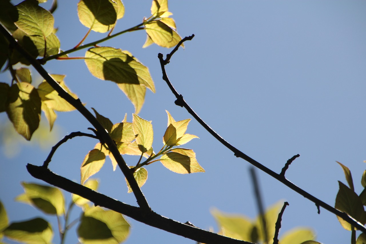 tree the leaves sunshine free photo