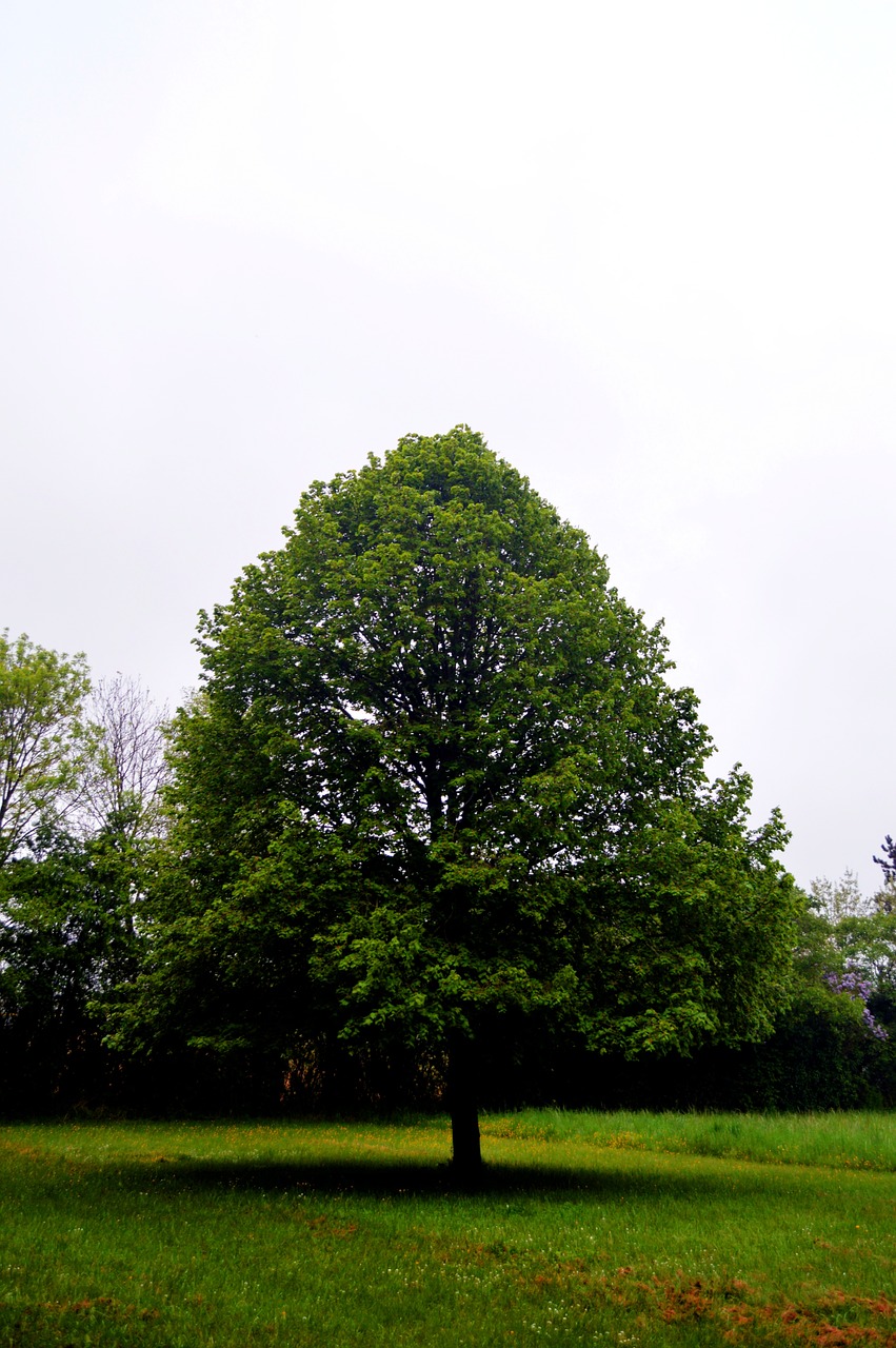 tree prairie landscape free photo