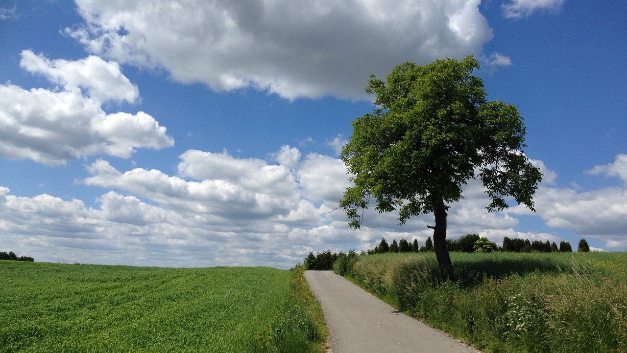 tree landscape nature free photo