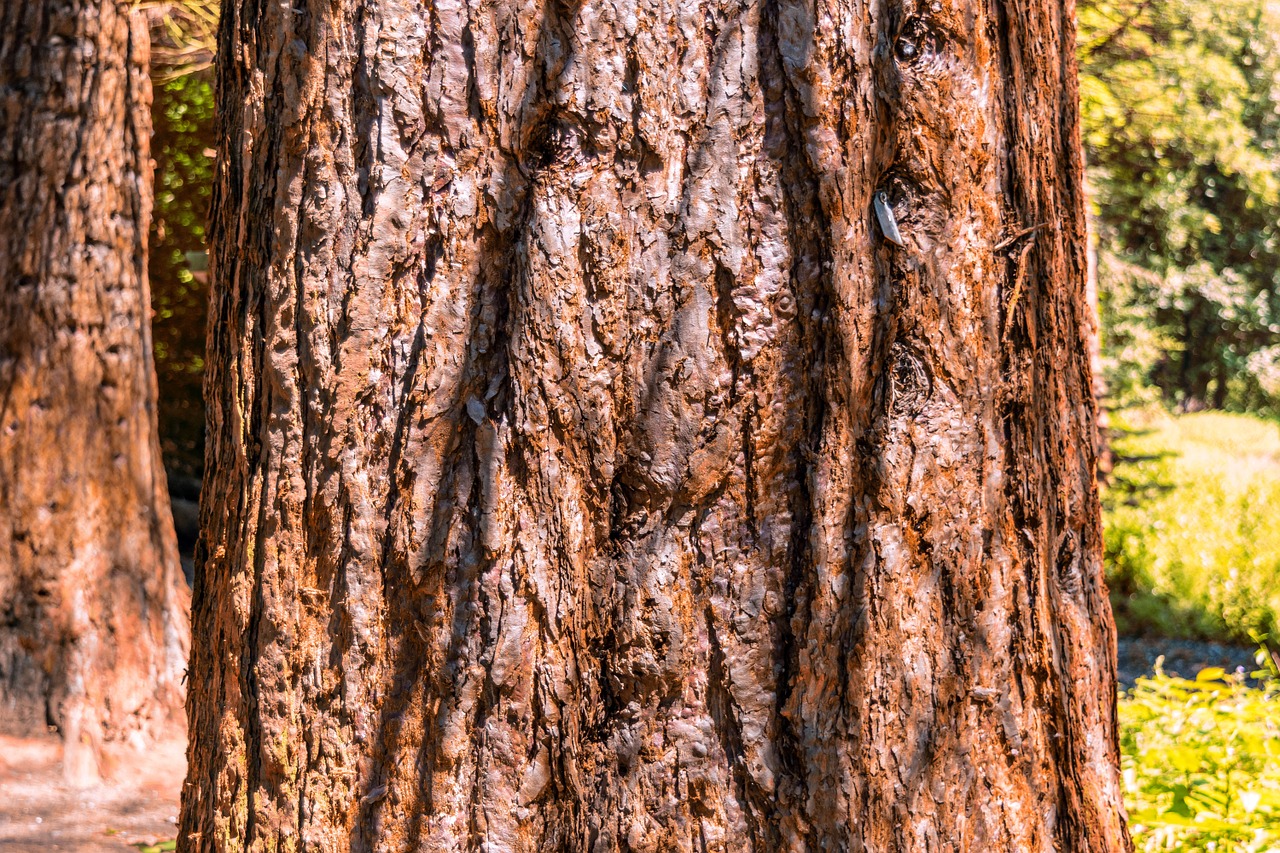 tree sequoia forest free photo