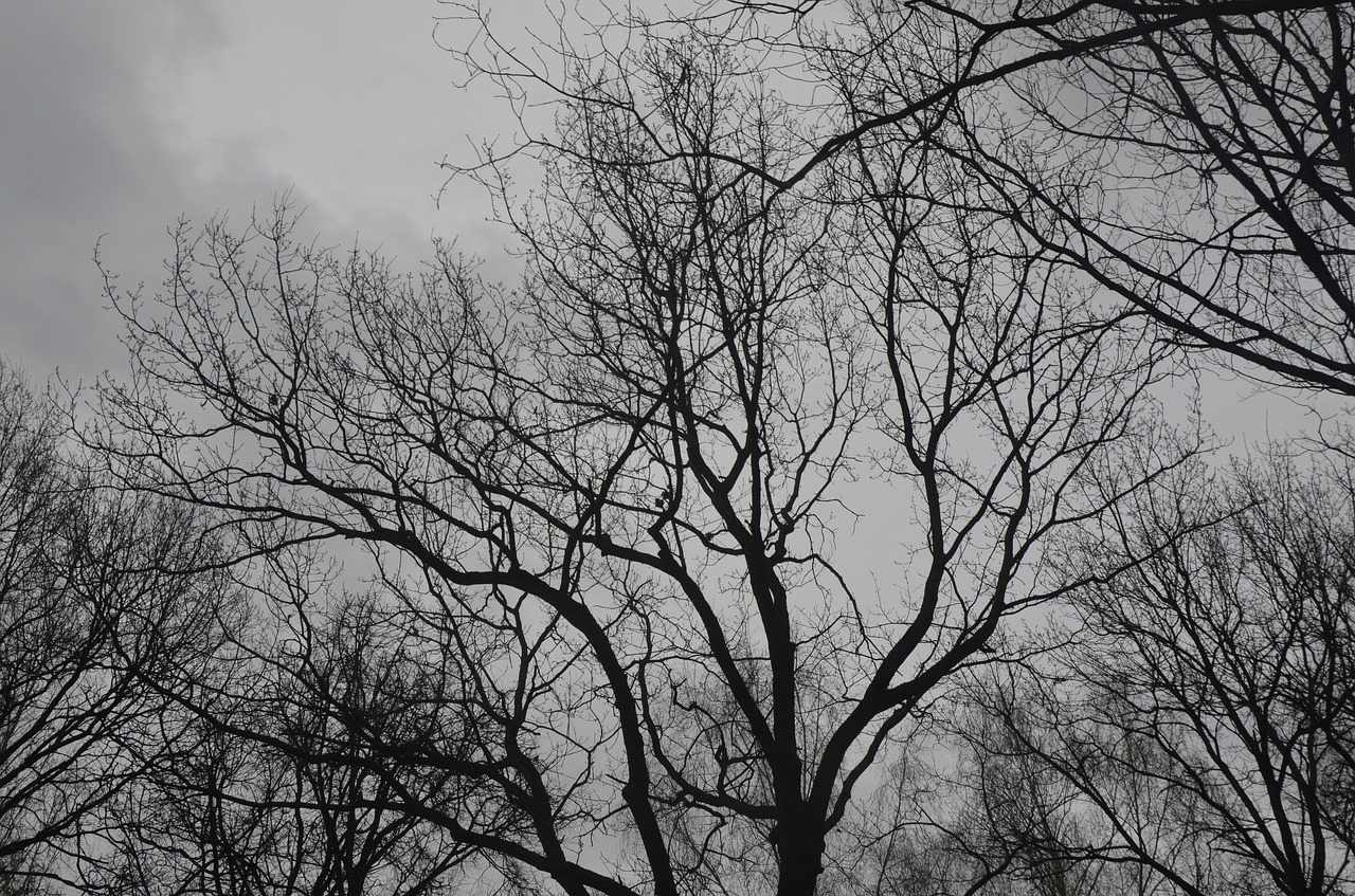 tree partly cloudy day free photo