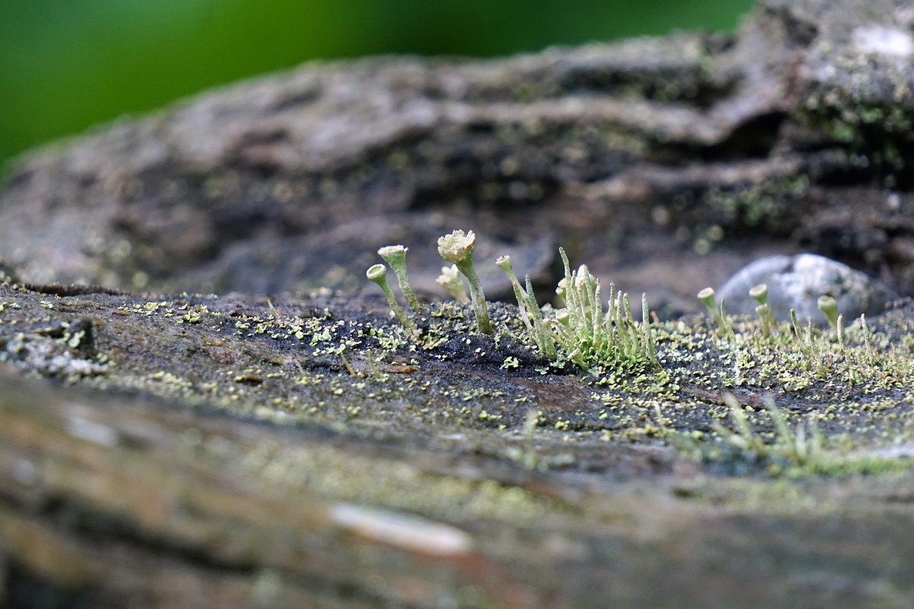 tree wood fouling free photo