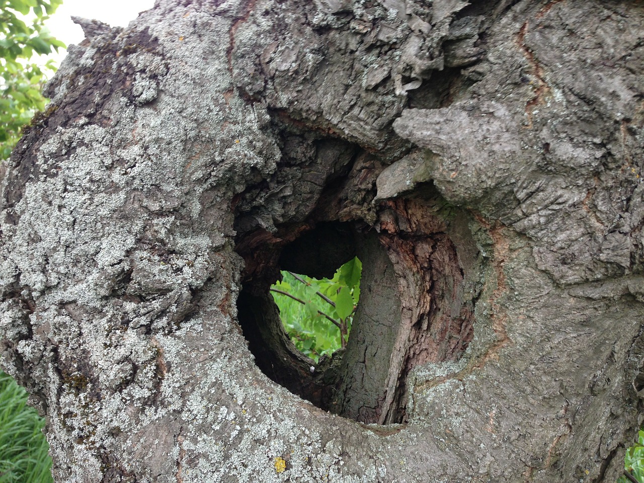 tree bark heart free photo