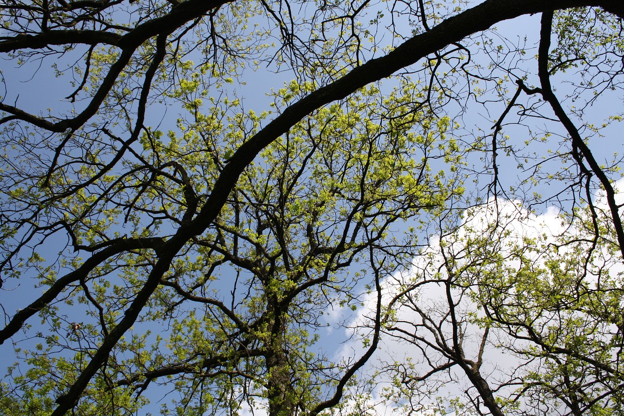 tree branches nature free photo