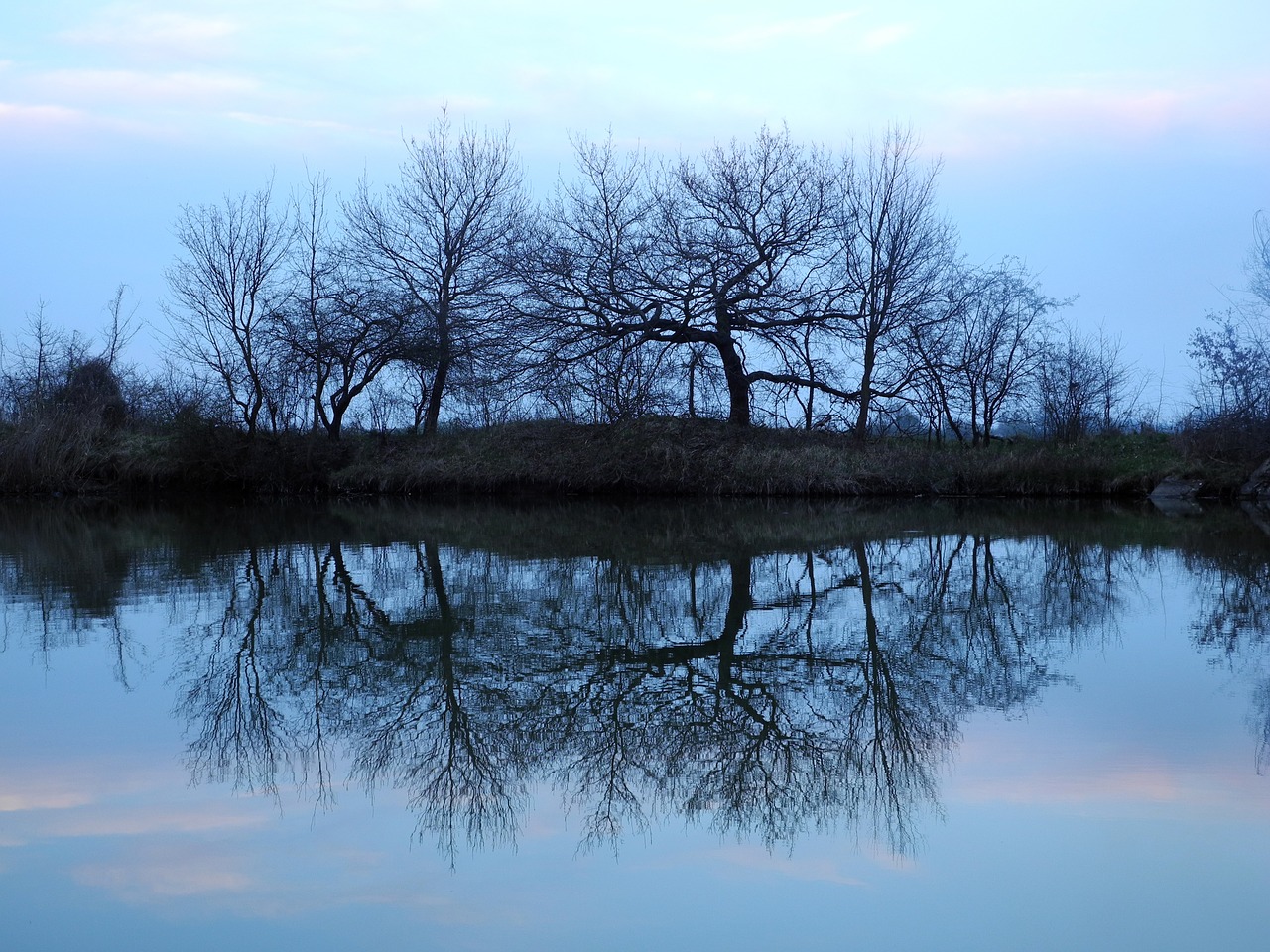 tree reflection water free photo