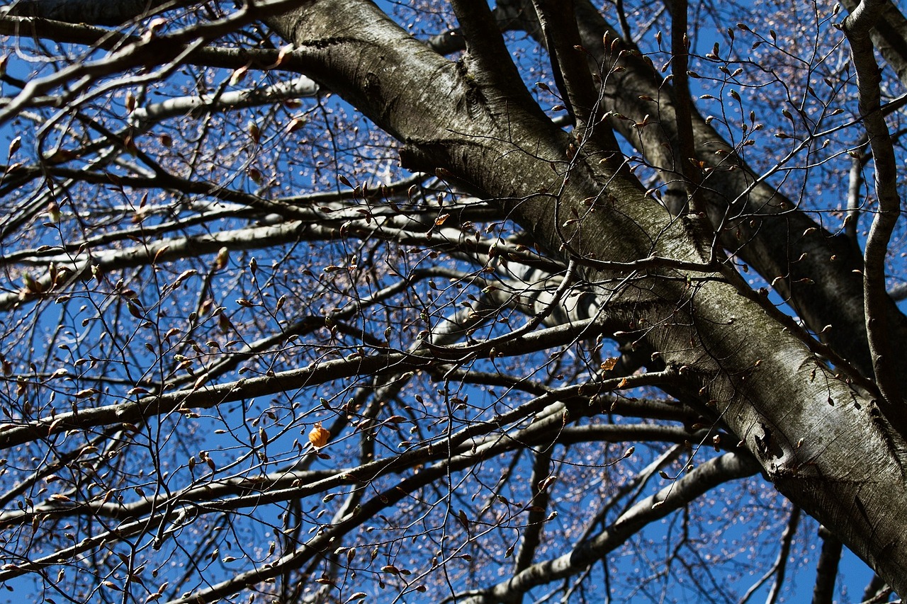 tree sky trees free photo