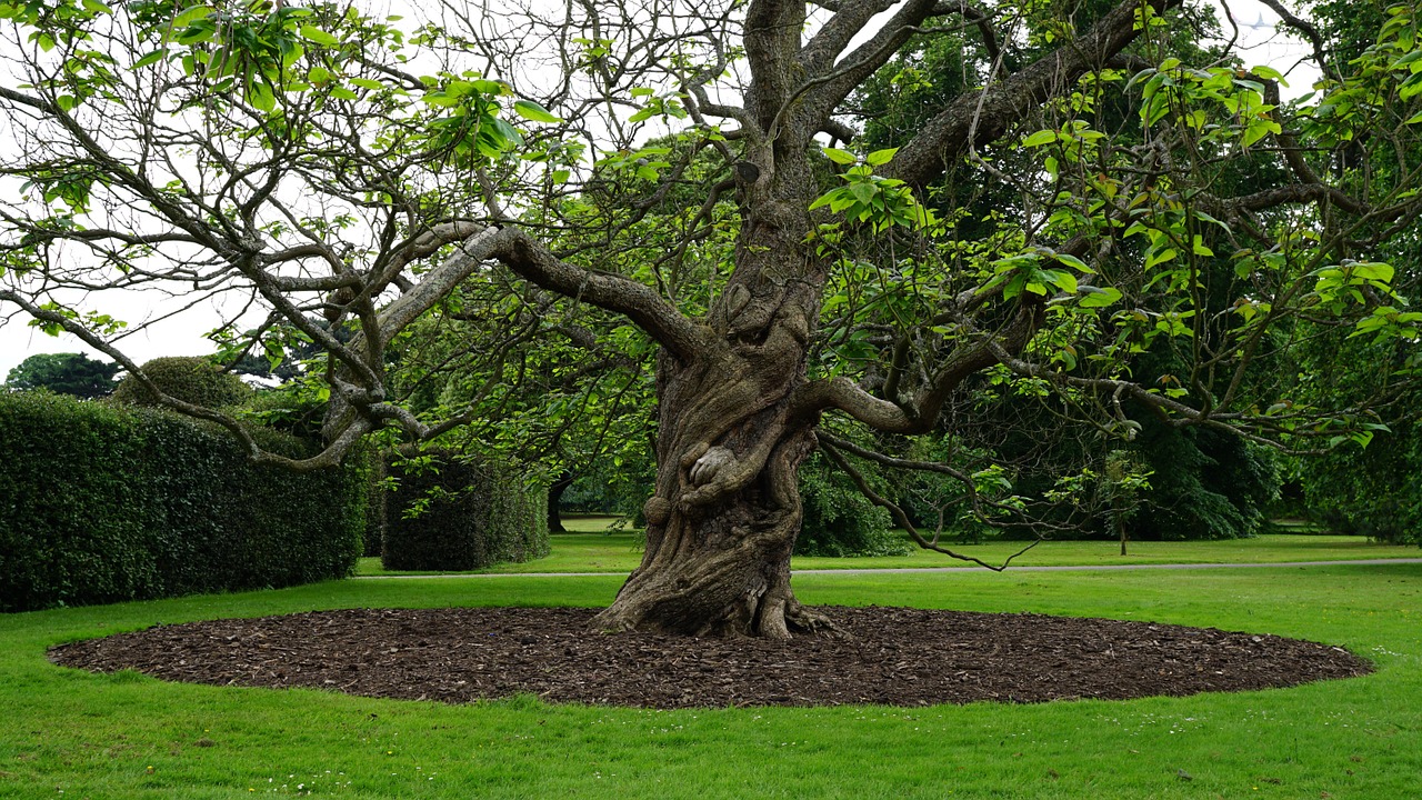 tree green nature free photo