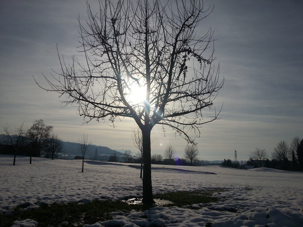 tree winter picture nature free photo