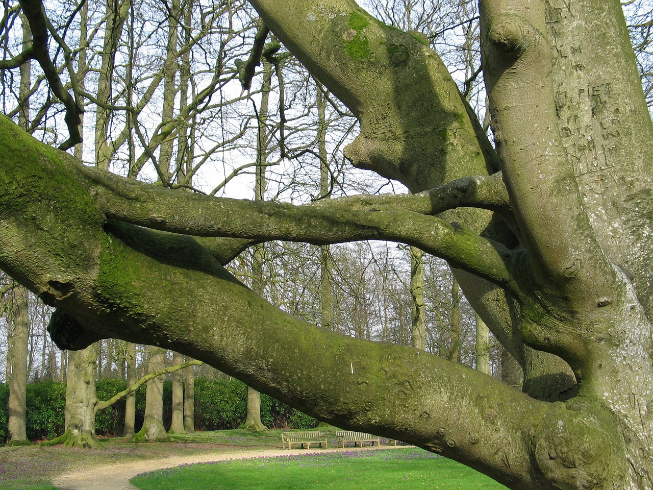 tree branch green free photo