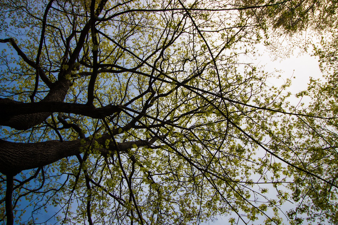 tree nature sky free photo