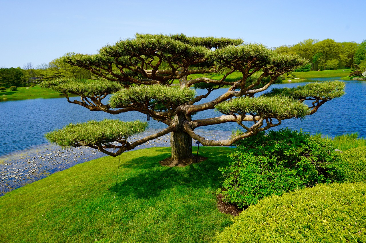 tree japanese garden landscape free photo