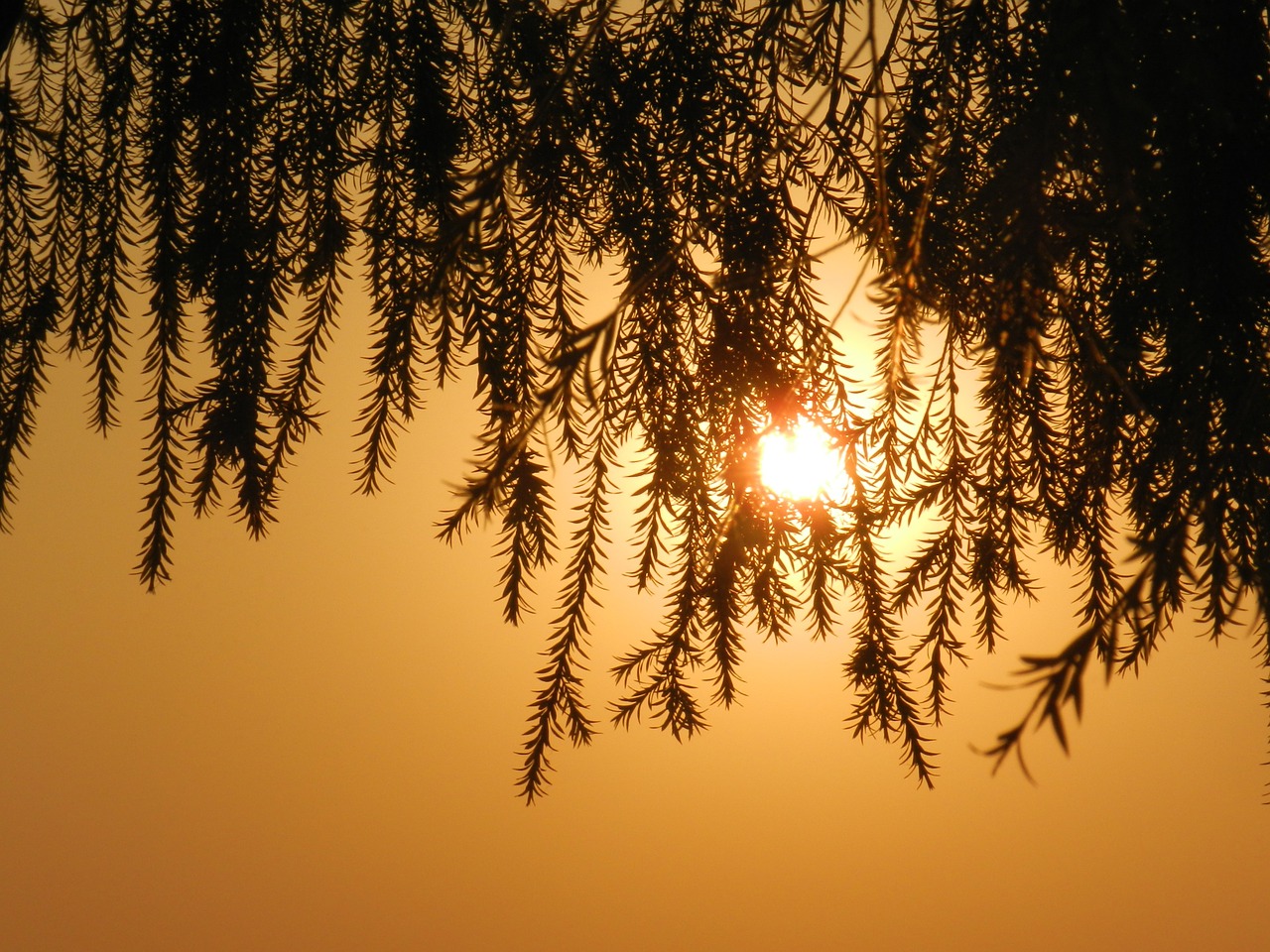 tree leaves silhouette free photo