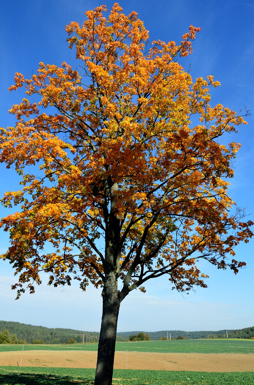 tree autumn gold warmia free photo