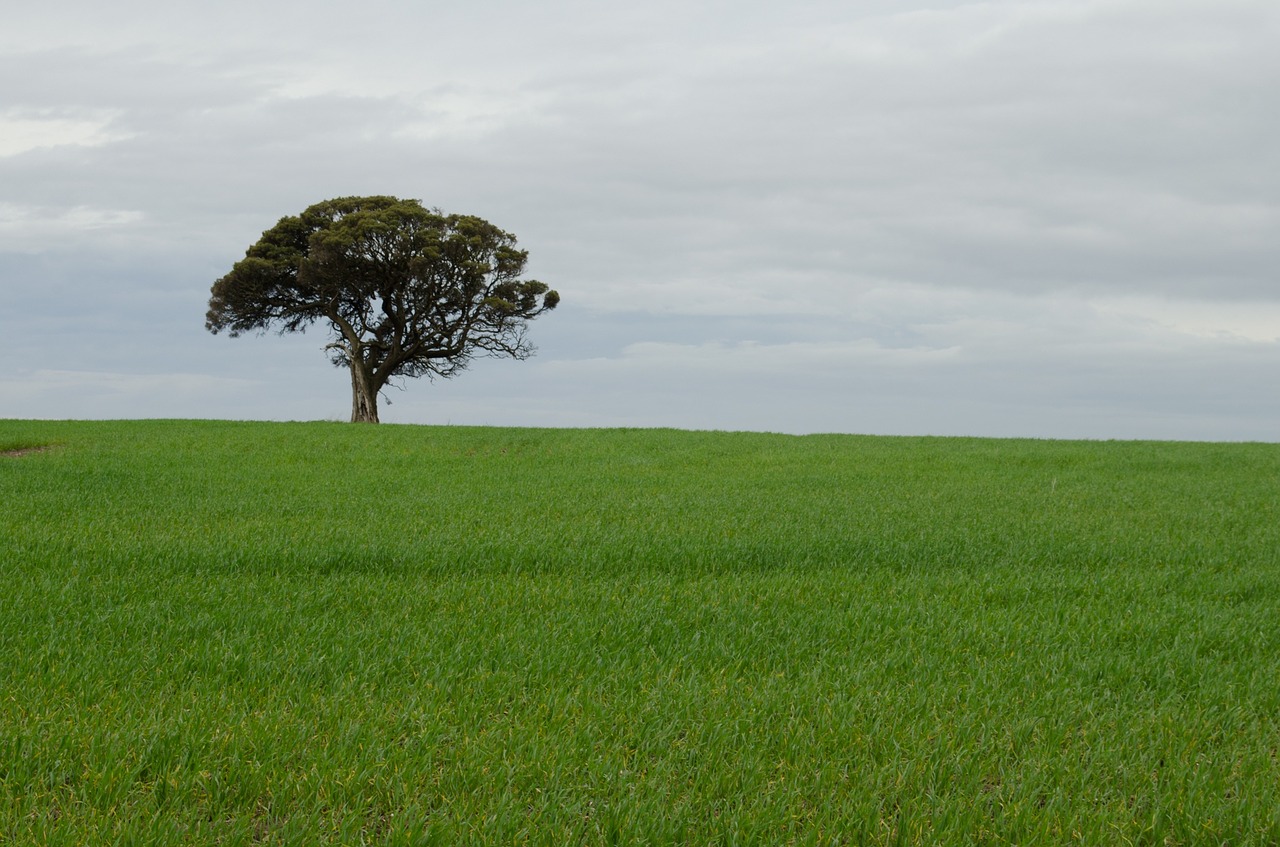 tree alone lonely wheat free photo