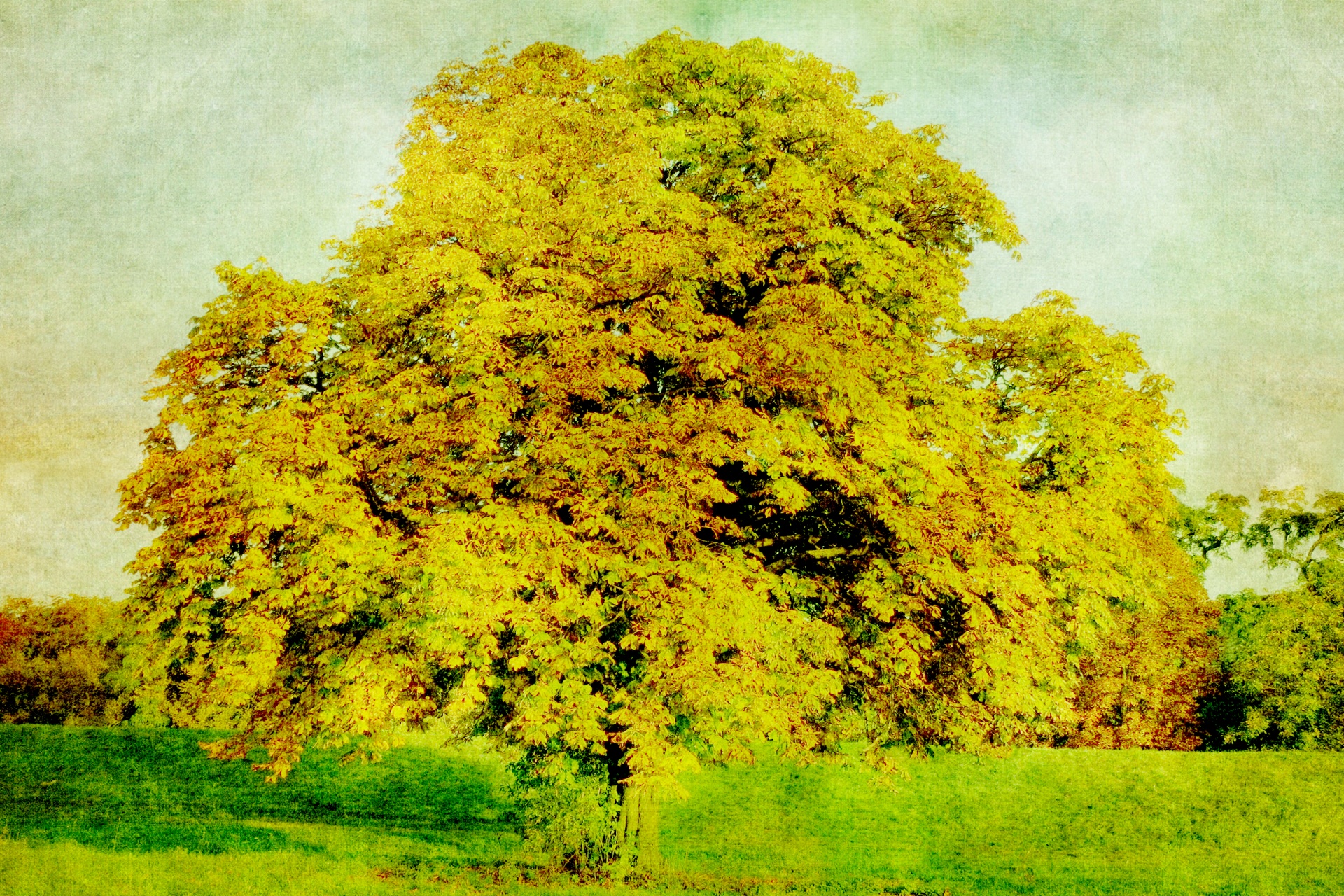 tree vintage wallpaper free photo