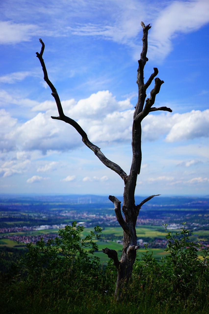 tree dead plant gnarled free photo