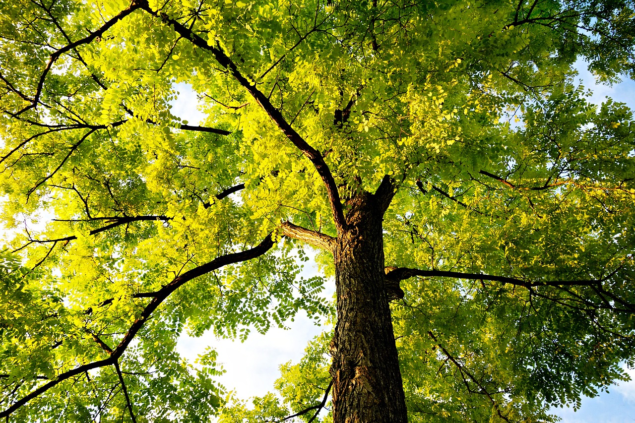 tree treetop trunk free photo