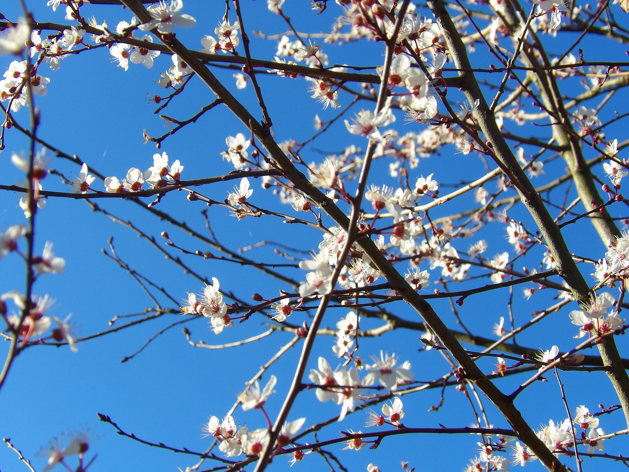 tree hawthorn spring free photo