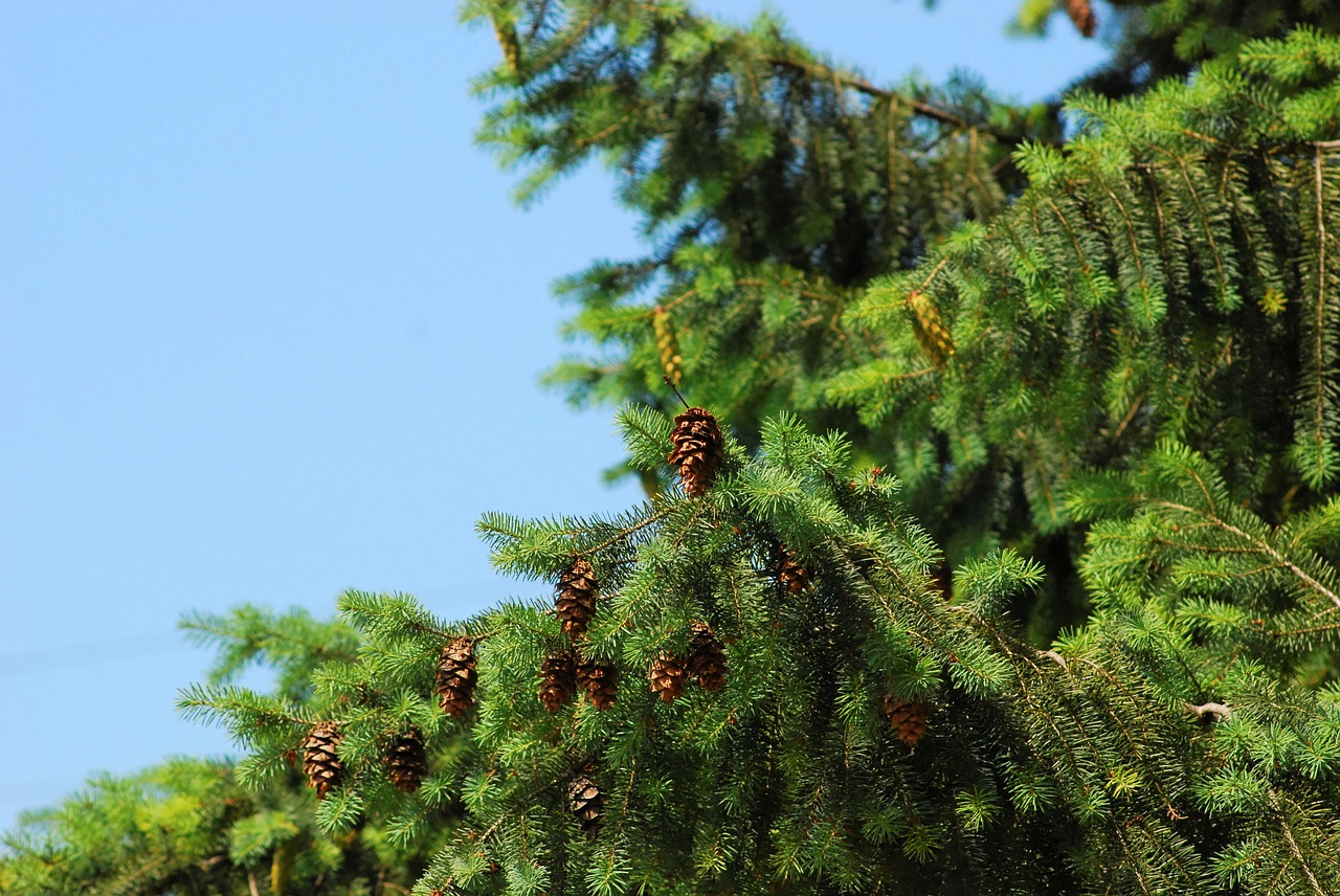 tree green sky free photo