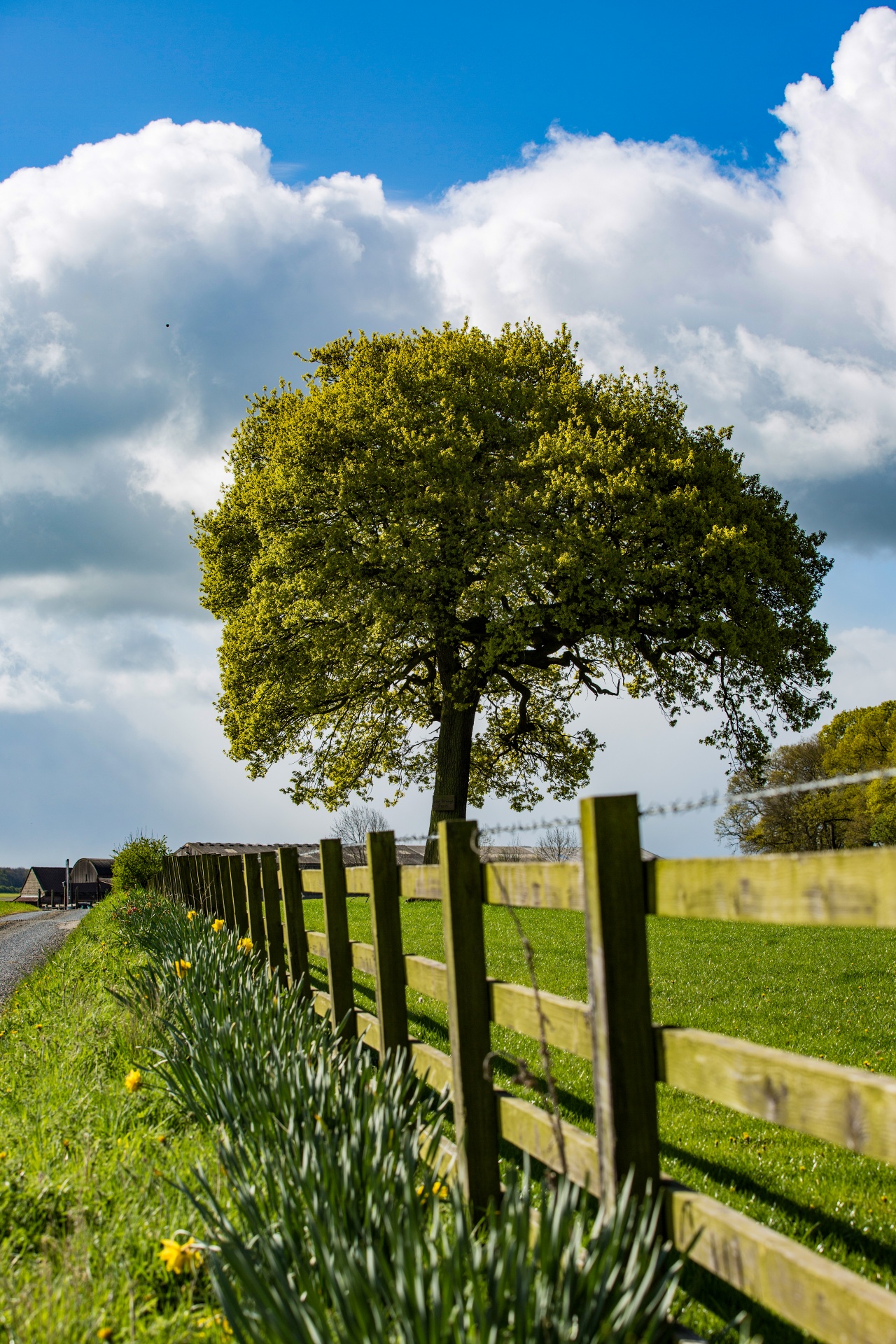 alone tree nature free photo