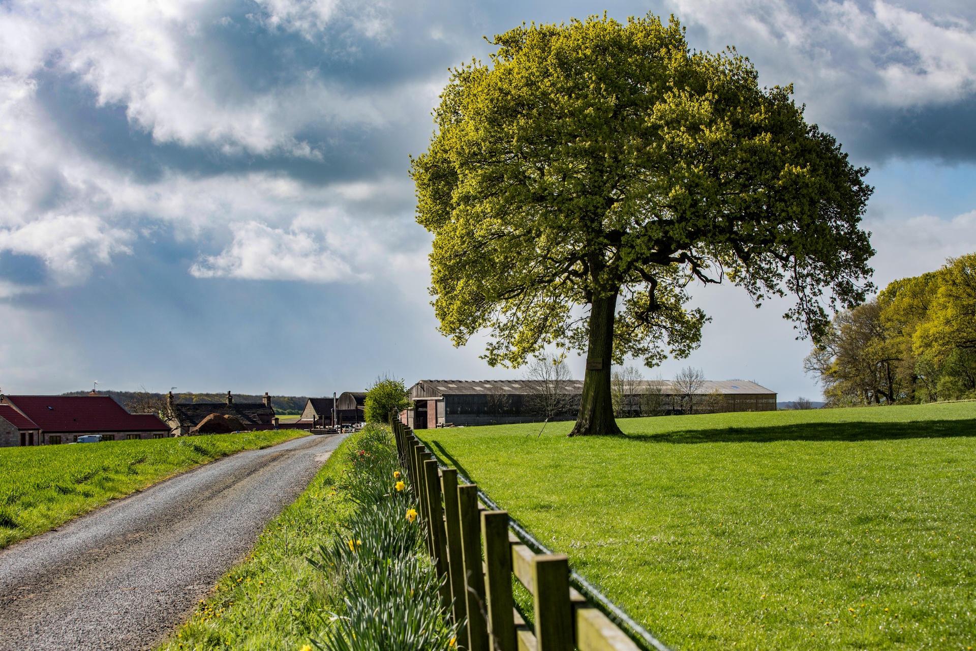 alone tree nature free photo