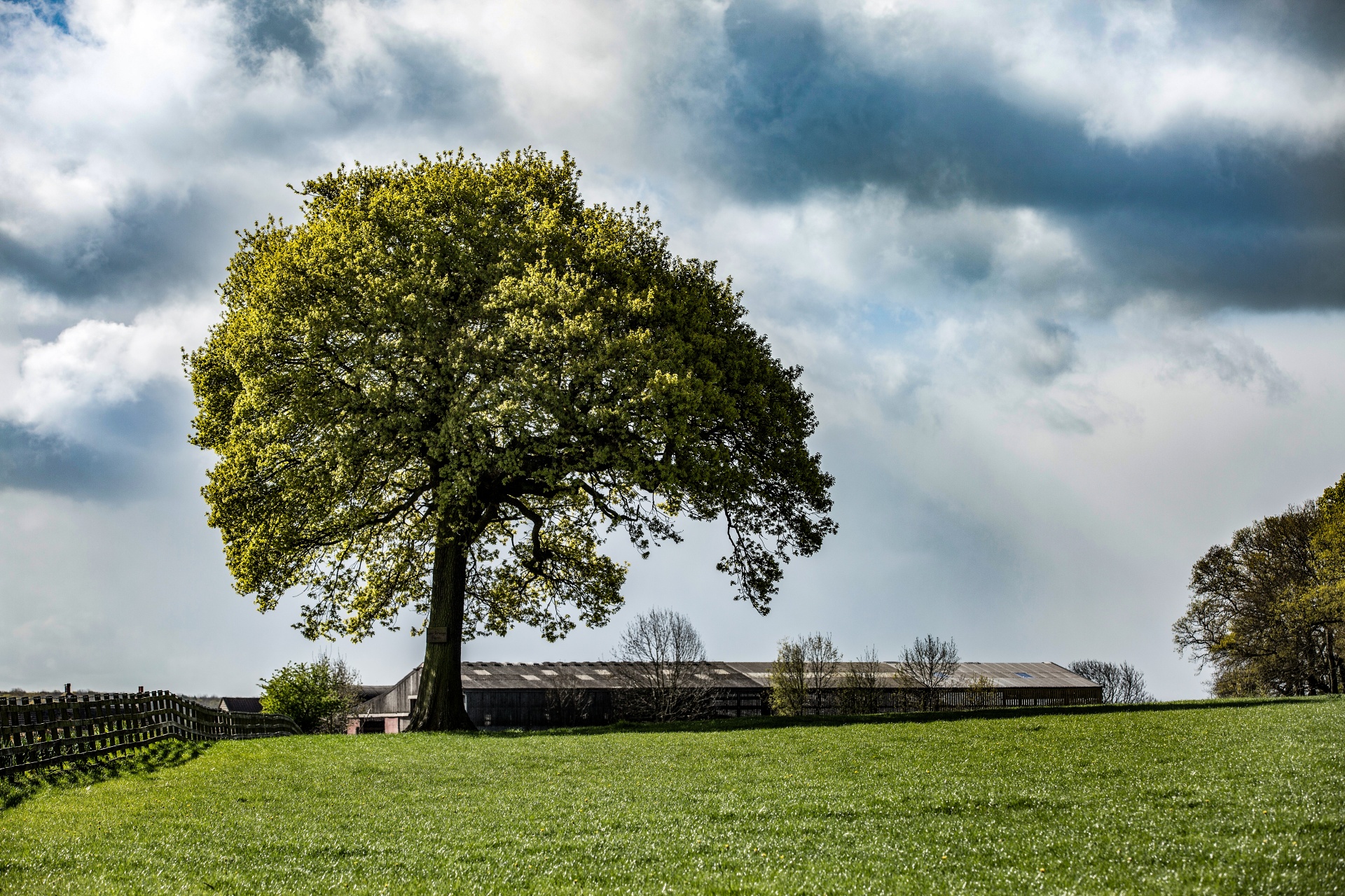 alone tree nature free photo