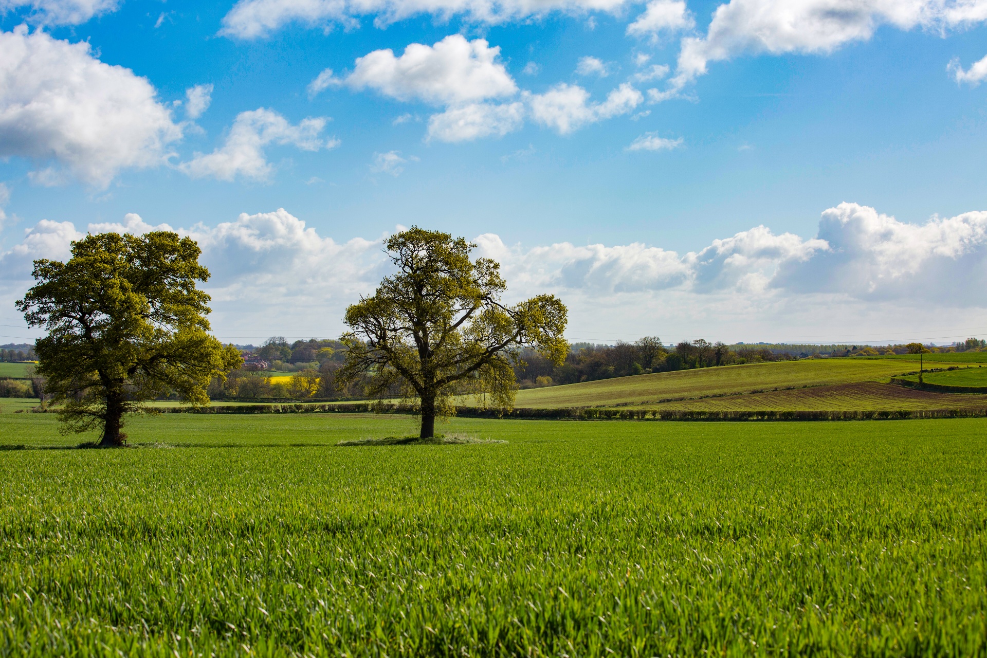 alone tree nature free photo